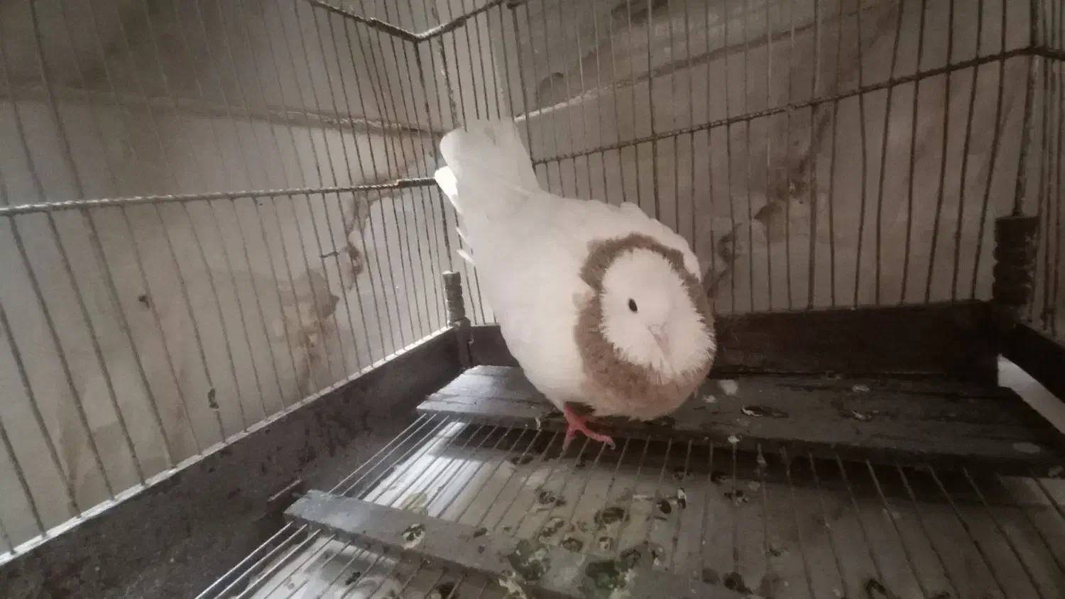 کبوتر سالم ونر|پرنده|تهران, وحیدیه|دیوار