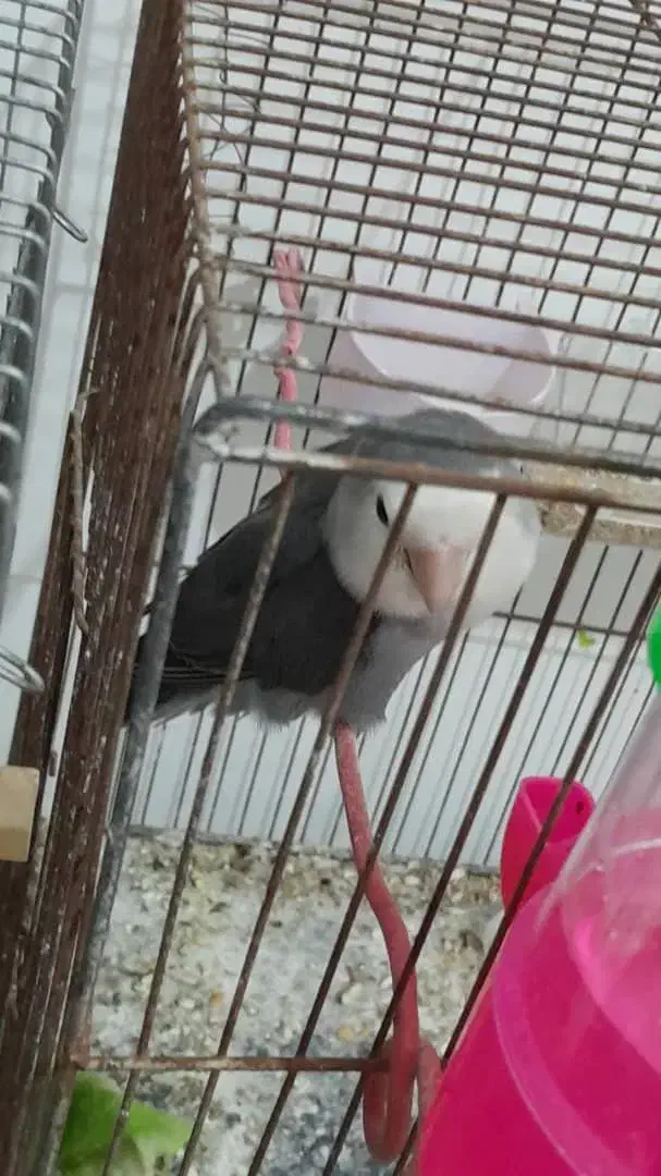 برزیلی و عروس هلندی|پرنده|بندر ماهشهر, |دیوار