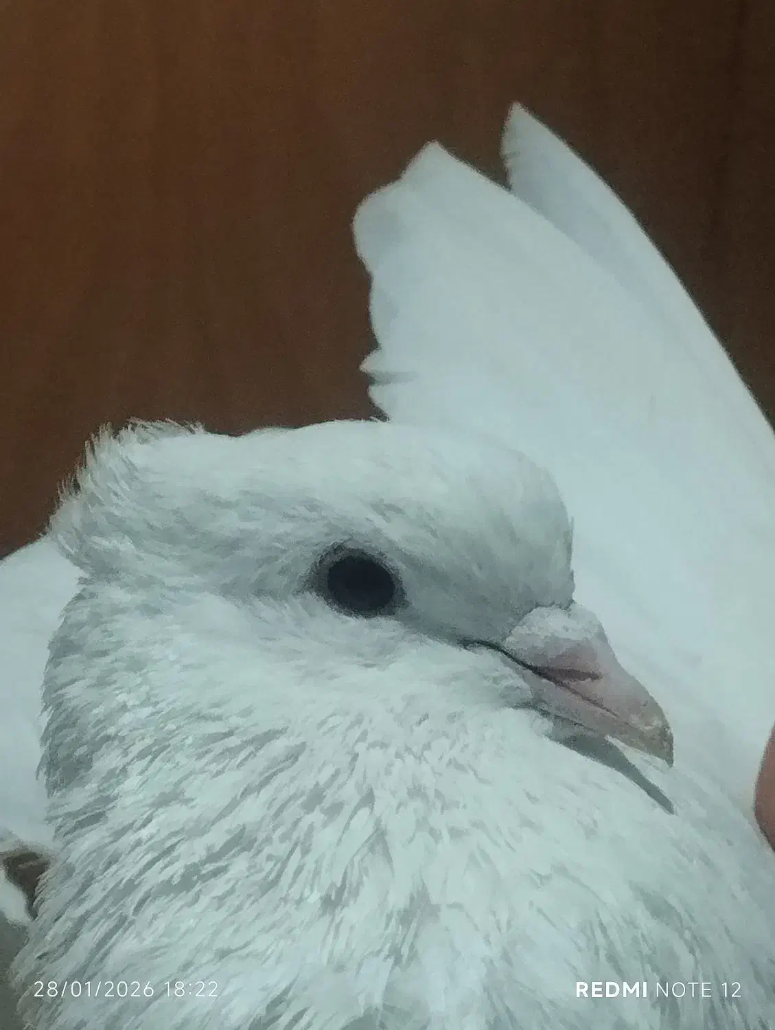 کفترسفیدتهرانی|پرنده|تهران, شهرک رضویه|دیوار