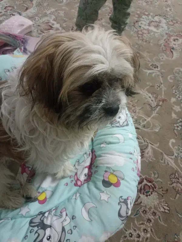 سگ شیتزو|سگ|مشهد, امیریه|دیوار