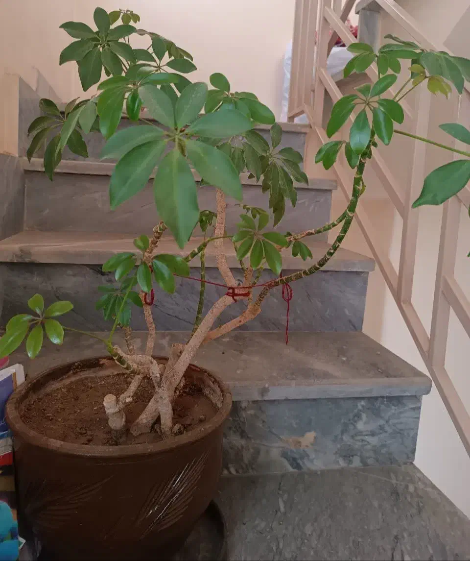 گل شفلرا و گلدان های سفالی و باکس چای|گل و گیاه طبیعی|قزوین, |دیوار