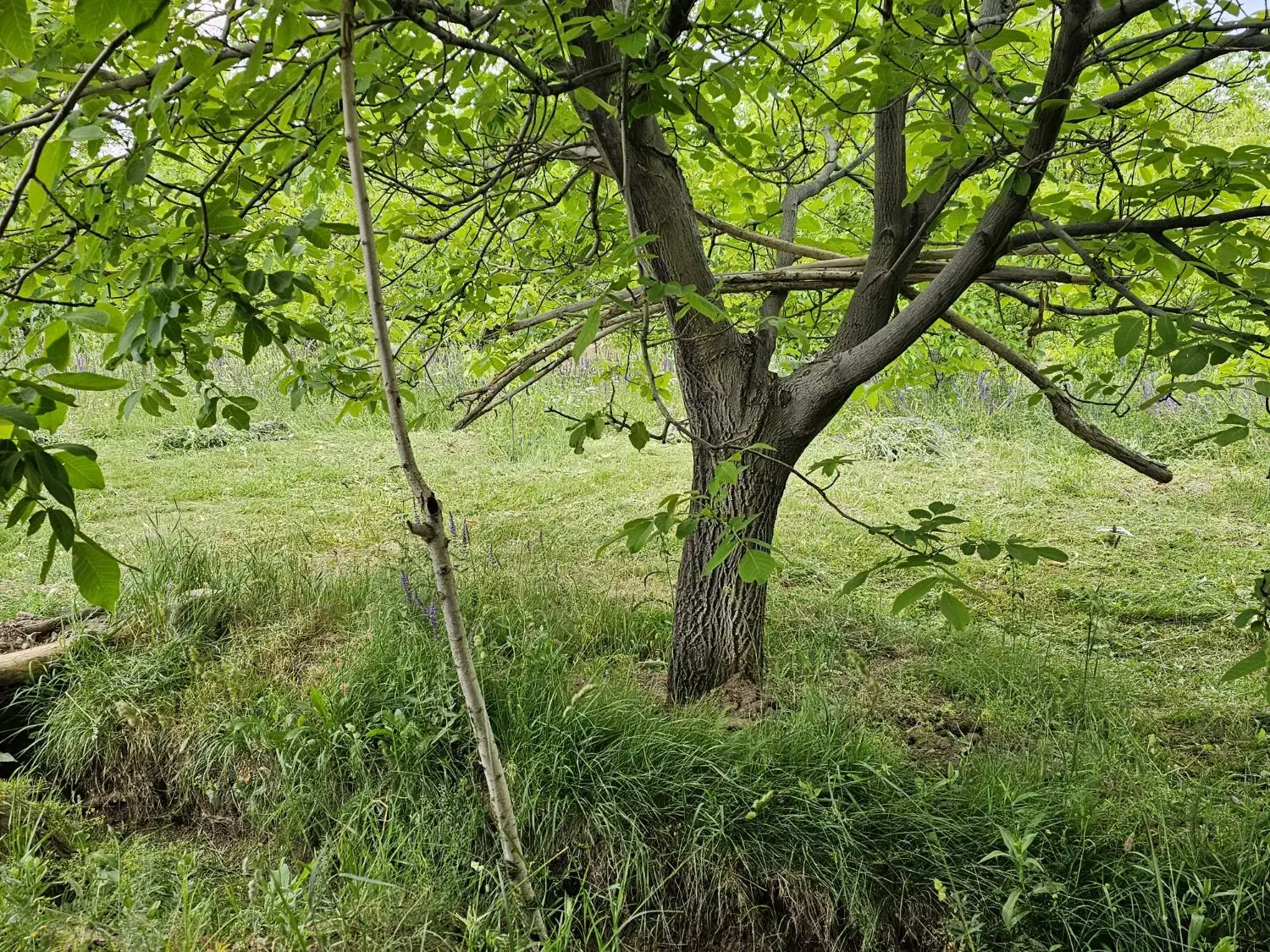 باغ گوزلدره|فروش خانه و ویلا|باغ حلی, |دیوار