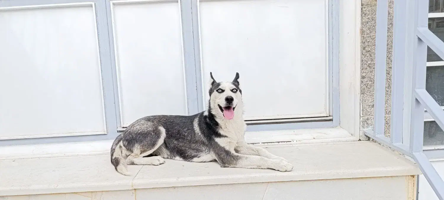 سگ هاسکی|سگ|سنندج, |دیوار