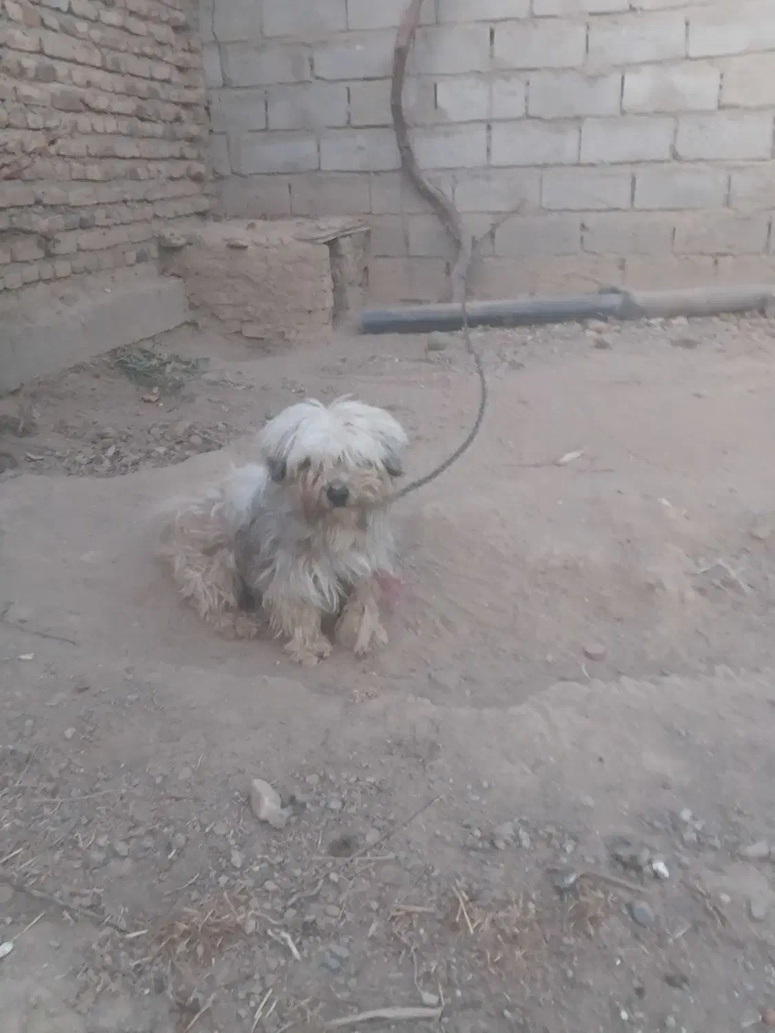 سگ پاکوتاه نر|سگ|میاندوآب, |دیوار