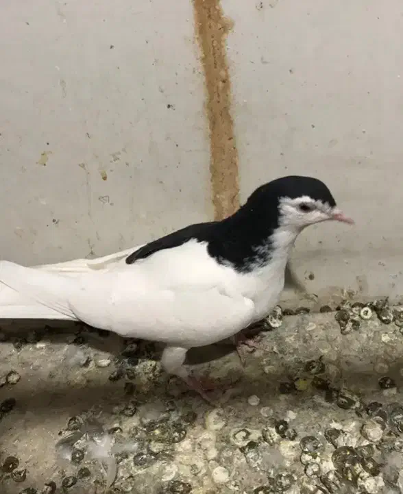 طوقی|پرنده|اسفراین, |دیوار