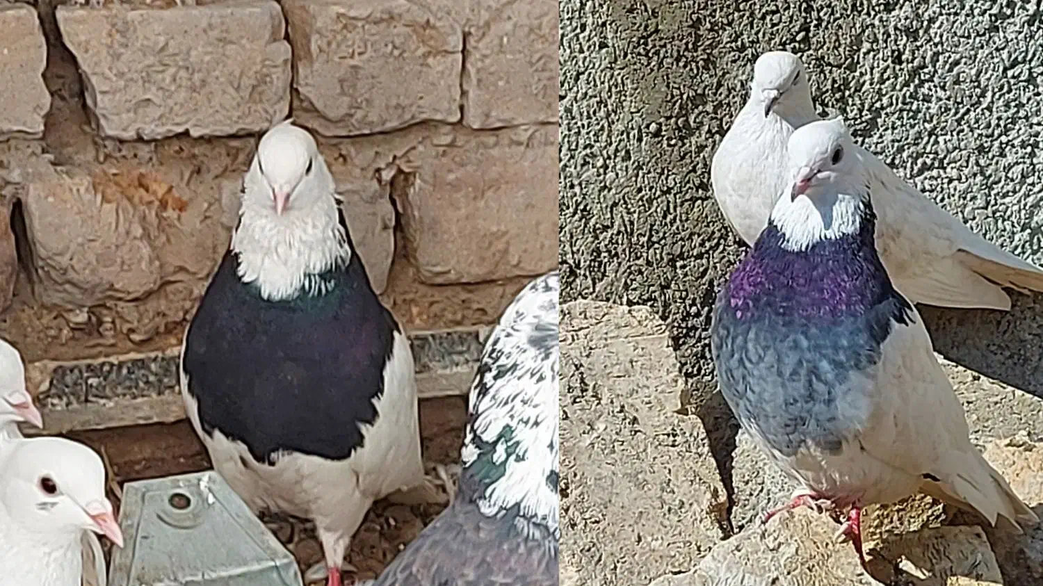 کبوتر طوقی|پرنده|آبیک, |دیوار