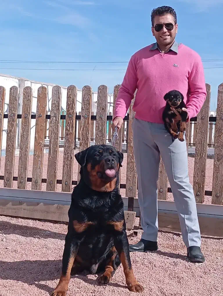 ۲نژاد قدرتمند روت وایلر و کین کورسو اورجینال|سگ|ماهدشت, |دیوار