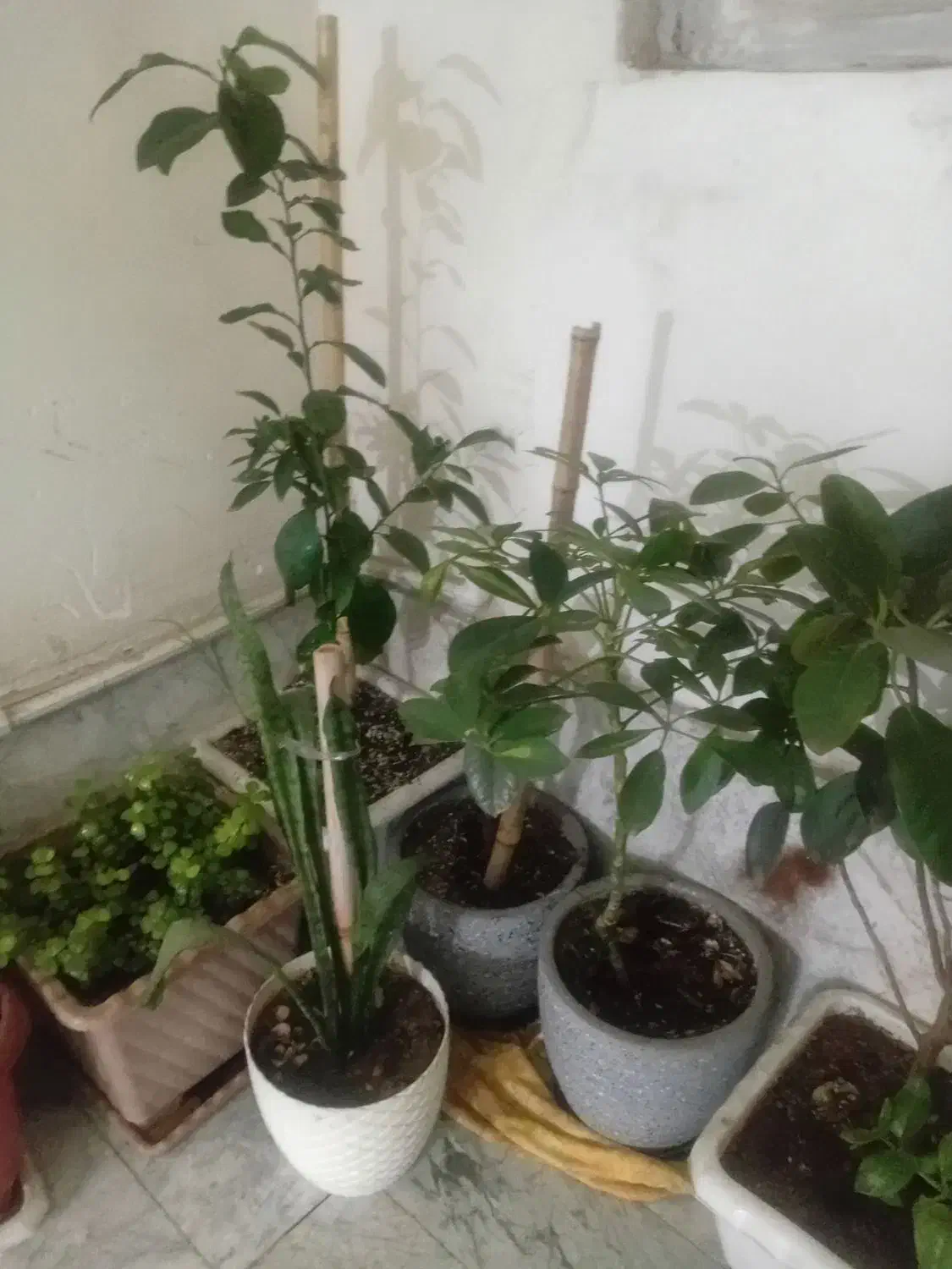 تعداد ۱۱ عدد گلدان گل زیبا و سرحال فروش همه باهم|گل و گیاه طبیعی|پاکدشت, پاکدشت (مامازند)|دیوار