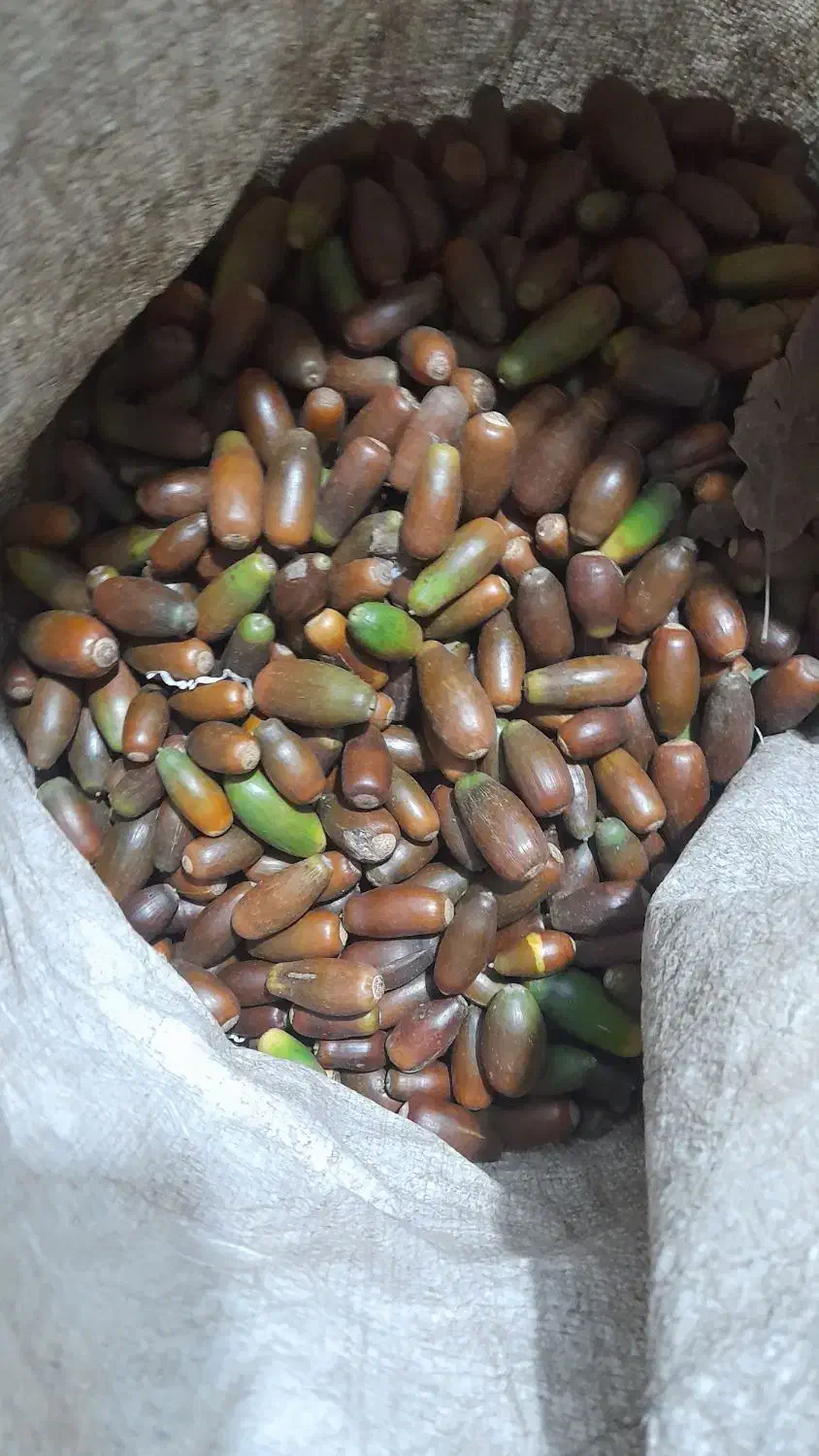 بلوط (بلور)|عمده‌فروشی|گنبد کاووس, |دیوار