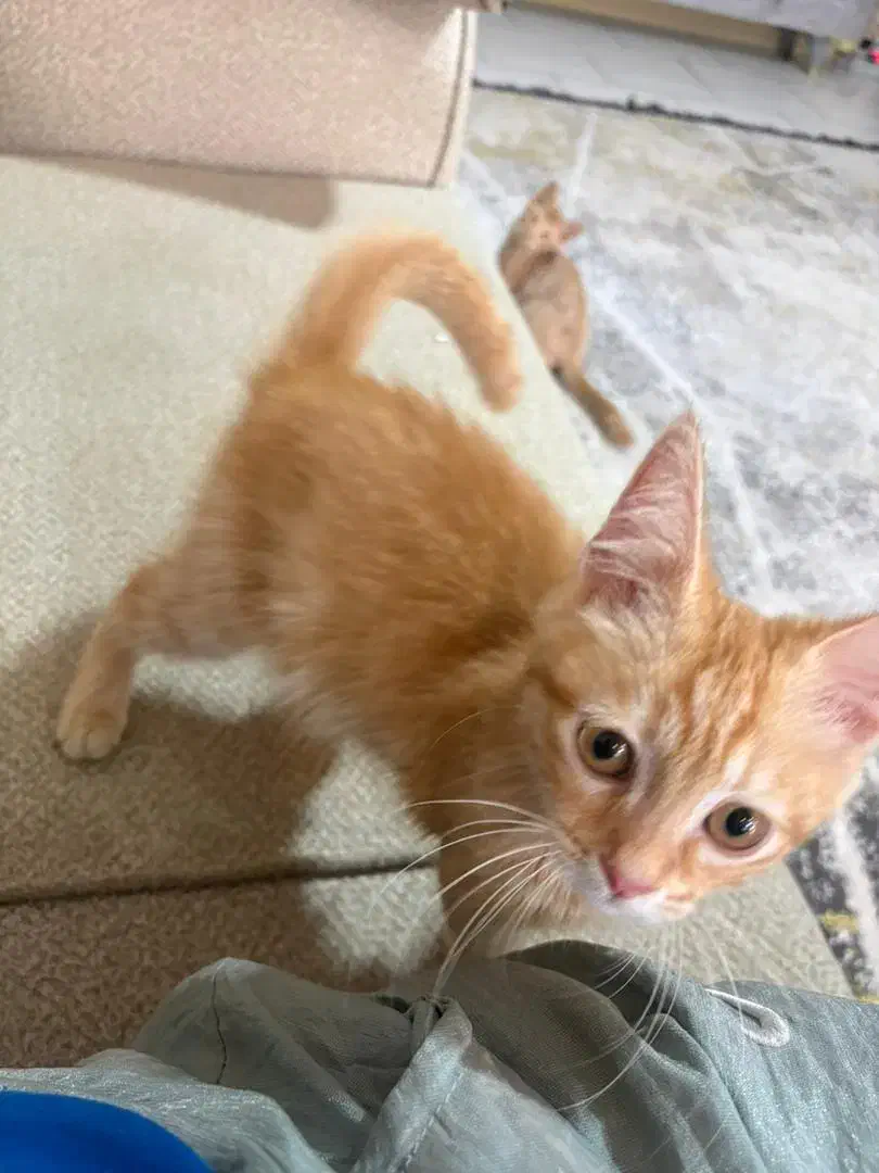 گربه پرشین نر|گربه|رباطکریم, رباطکریم|دیوار