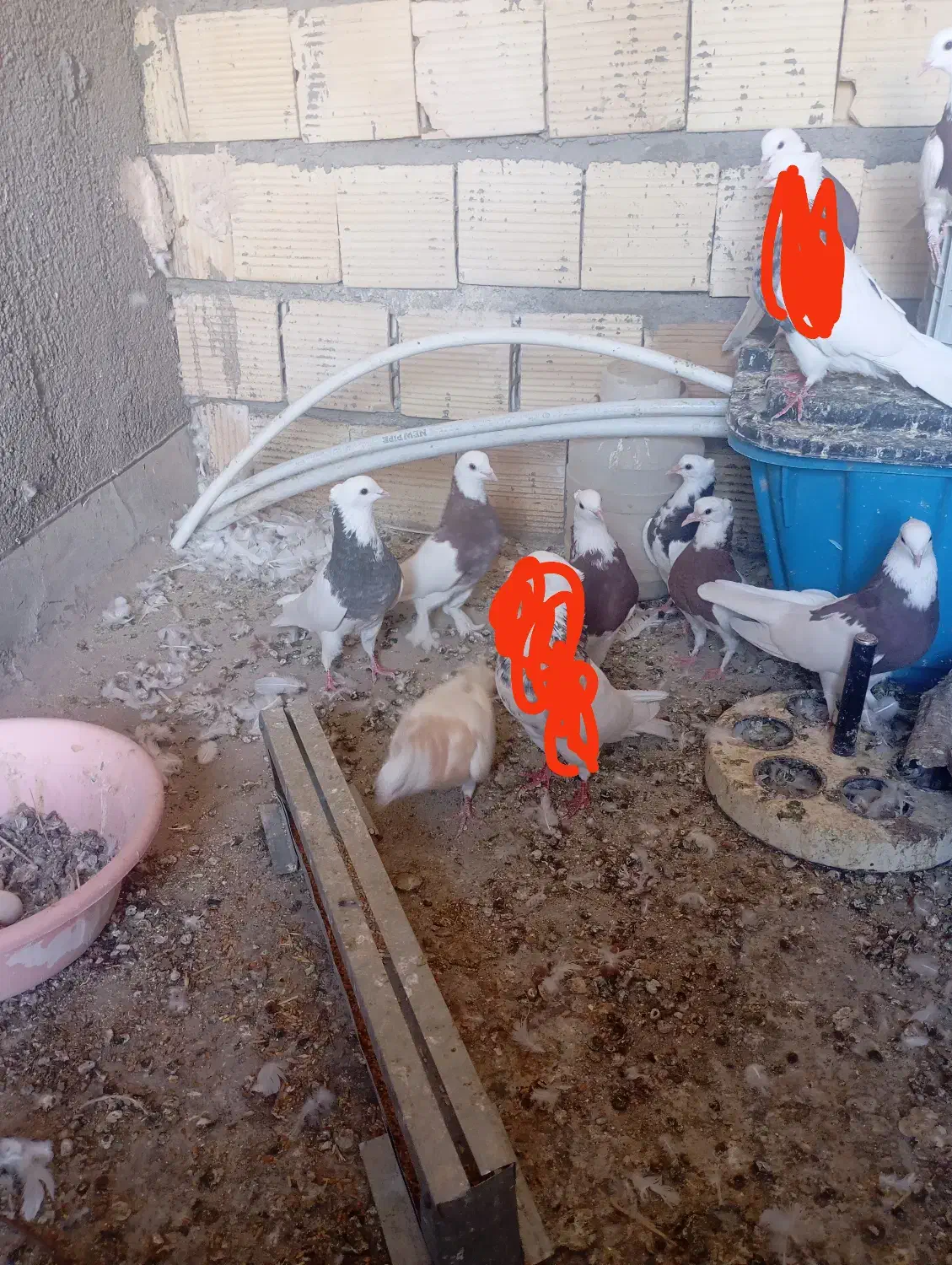 طوقی|پرنده|تربتحیدریه, آسایش|دیوار