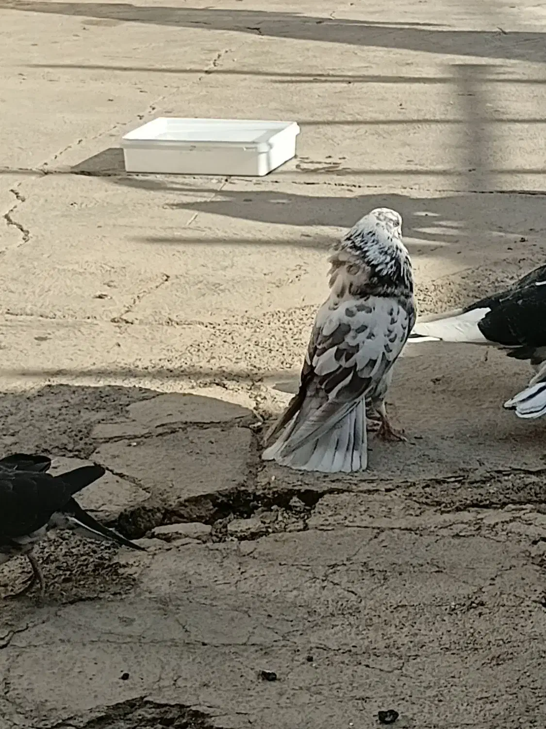 کفتر گمشده در خوشناموند|پرنده|کوهدشت, |دیوار