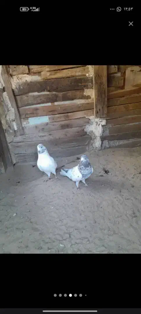 سلام دوستانی کبوتر پاکستانی خوب|پرنده|چابهار, |دیوار