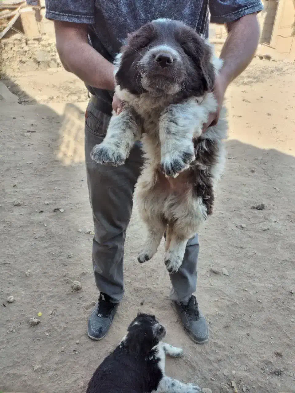 سگ آله سرخ روزگاری قدرجونی|سگ|خمینیشهر, |دیوار