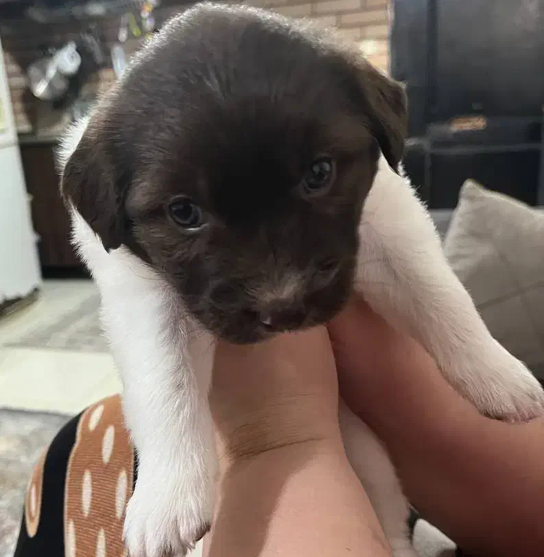 سگ با قفس|سگ|رشت, کوی طالقانی|دیوار