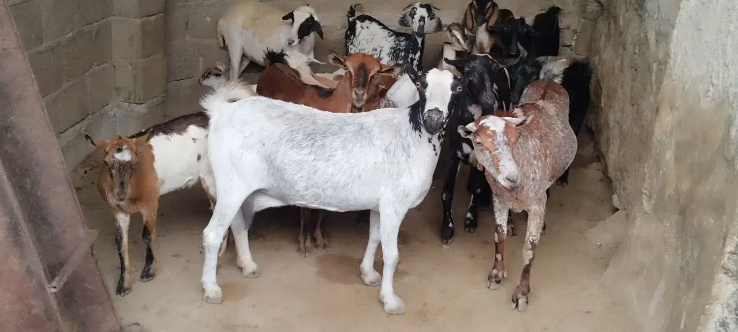 کهره|حیوانات مزرعه|قشم, |دیوار