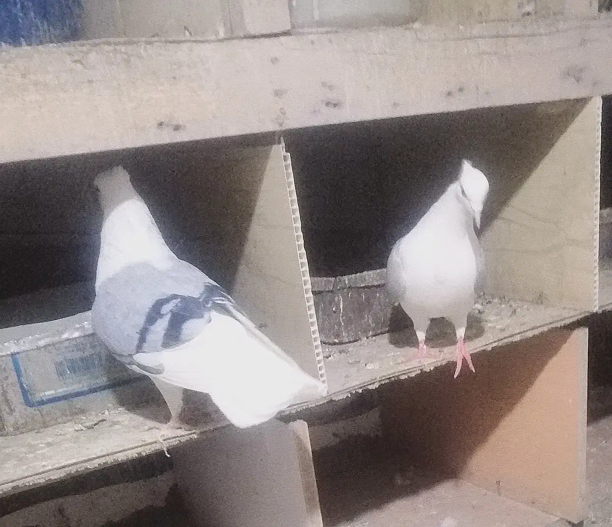 کبوتر|پرنده|سیلوانه, |دیوار