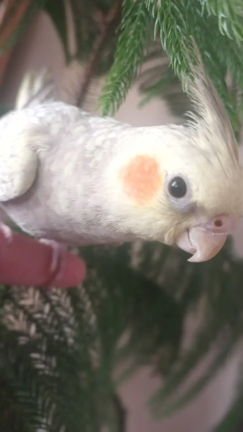 عروس هلندی دستی|پرنده|تربت‌حیدریه, پیشکوه|دیوار