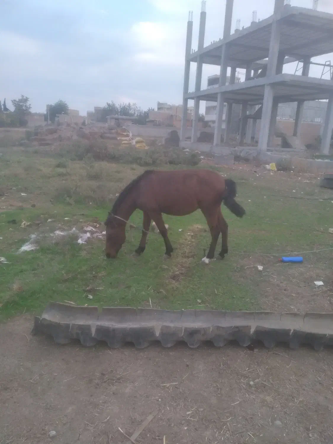 اسب|اسب و تجهیزات اسب‌سواری|پارس‌آباد, |دیوار