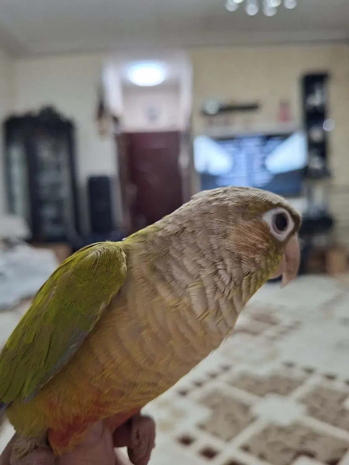 طوطی گرینچیک|پرنده|تهران, یافت‌آباد|دیوار