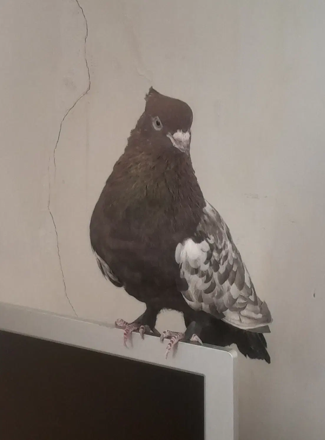 کبوتر|پرنده|شاهرود, |دیوار