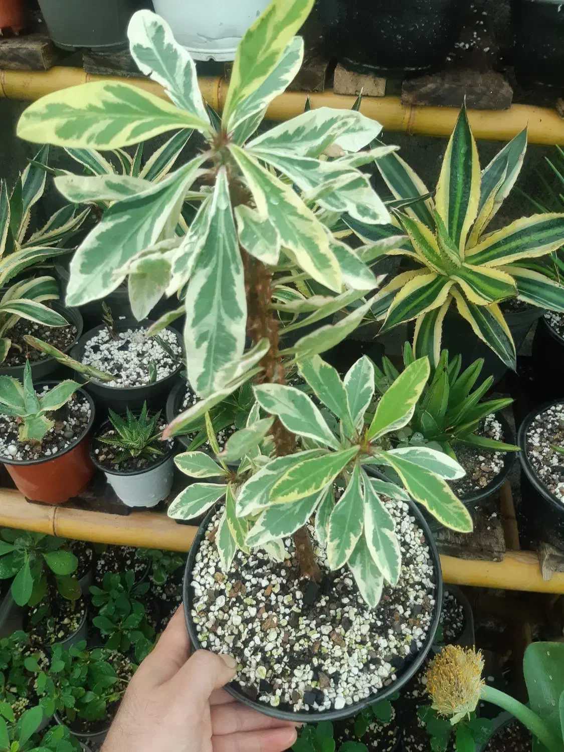 گل مرجان ابلق|گل و گیاه طبیعی|رشت, پیرسرا|دیوار