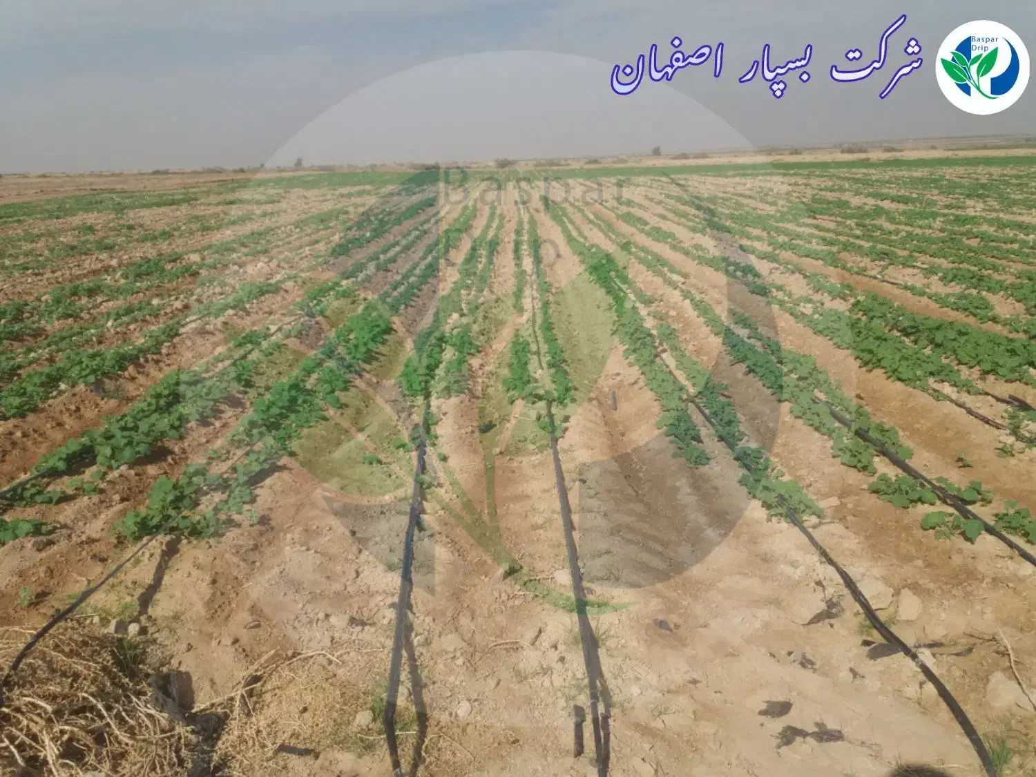فروش نوار تیپ آبیاری قطره ای|خدمات باغبانی و درختکاری|ارسنجان, |دیوار