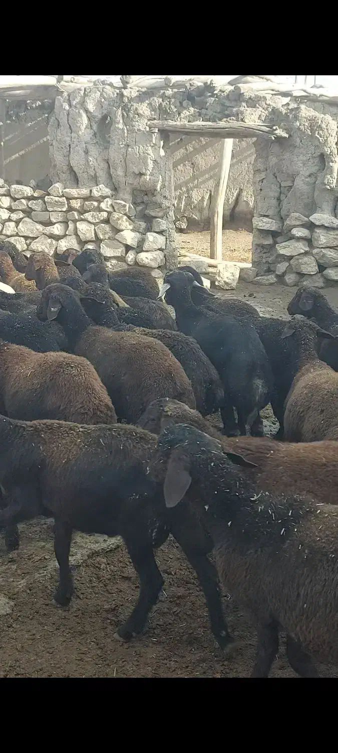 بره نر|حیوانات مزرعه|محمدبار, |دیوار