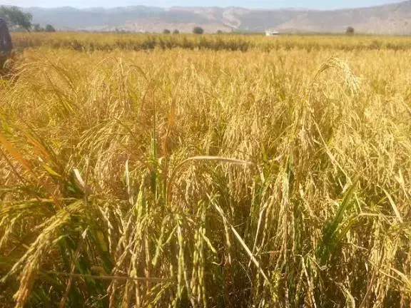 چمپا چلتوک|خوردنی و آشامیدنی|دهدشت, |دیوار