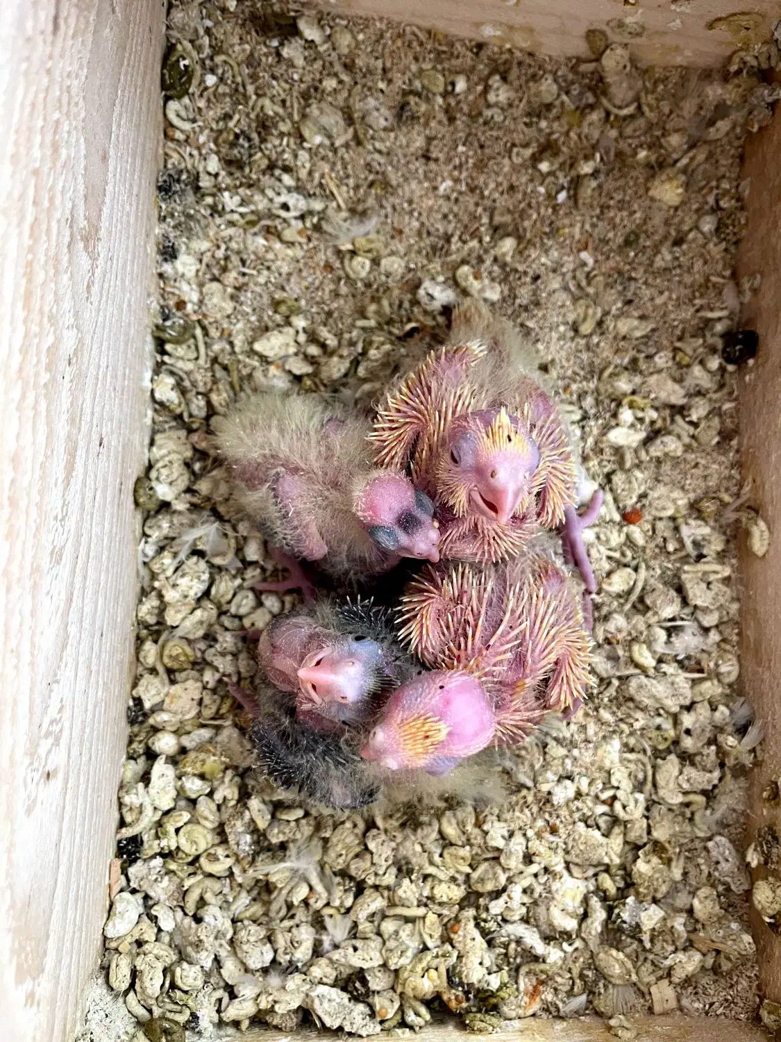 عروس هلندی تازه به دنیا اومده|پرنده|خلخال, |دیوار