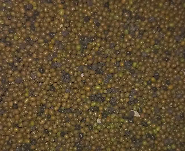 ماش ارتشی|خوردنی و آشامیدنی|دره شهر, |دیوار