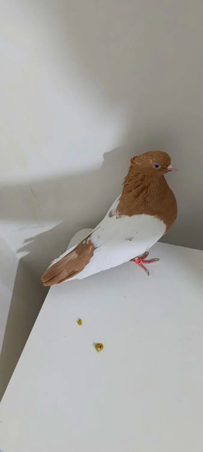 کبوتر نر سرته زرد|پرنده|خرم‌آباد, |دیوار