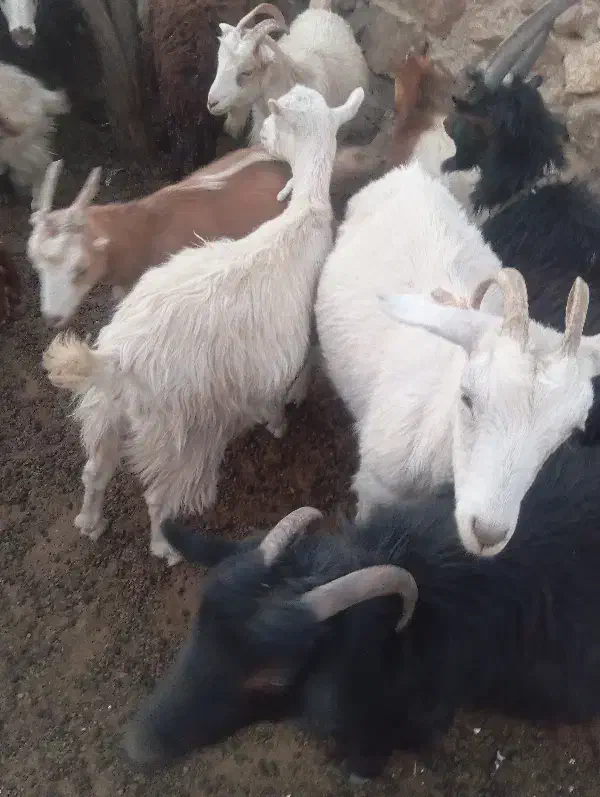 بز سانن جوان|حیوانات مزرعه|آبیک, |دیوار