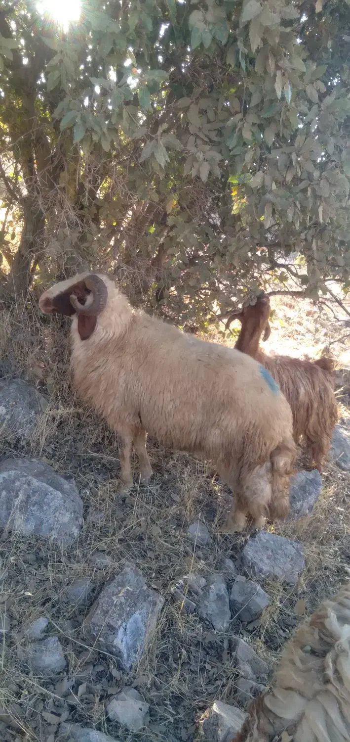 قوچ شک ورن سنجابی اصیل|حیوانات مزرعه|دالاهو, |دیوار