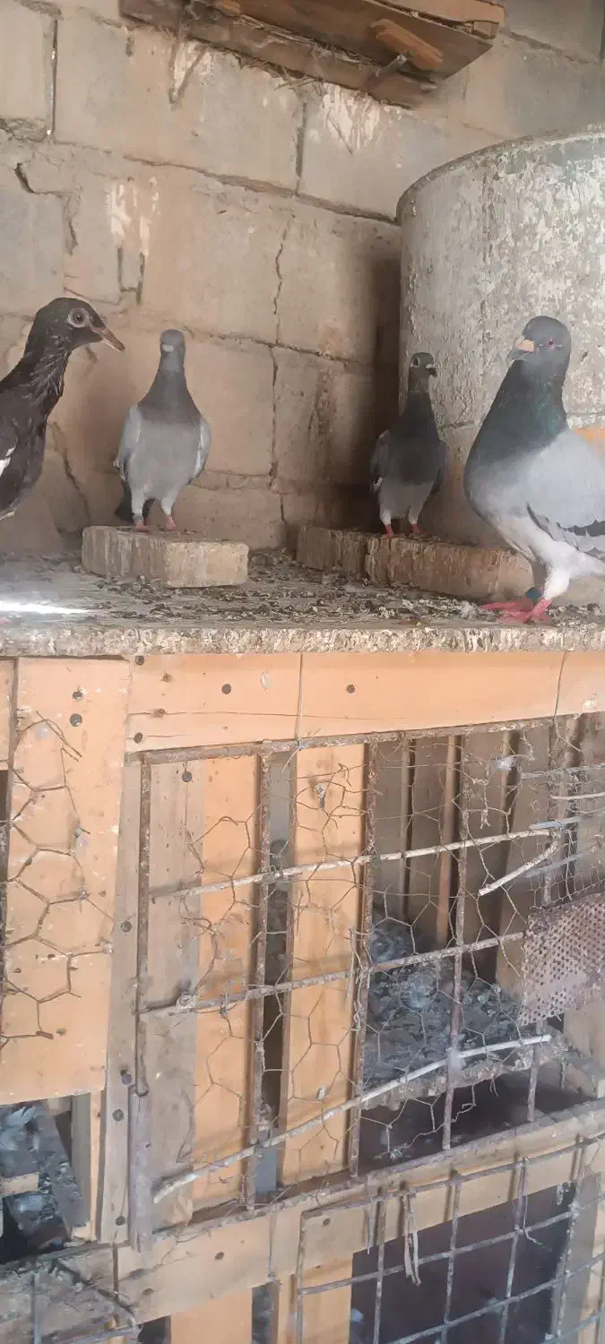 کفتر|پرنده|اهواز, ۲۴ متری|دیوار
