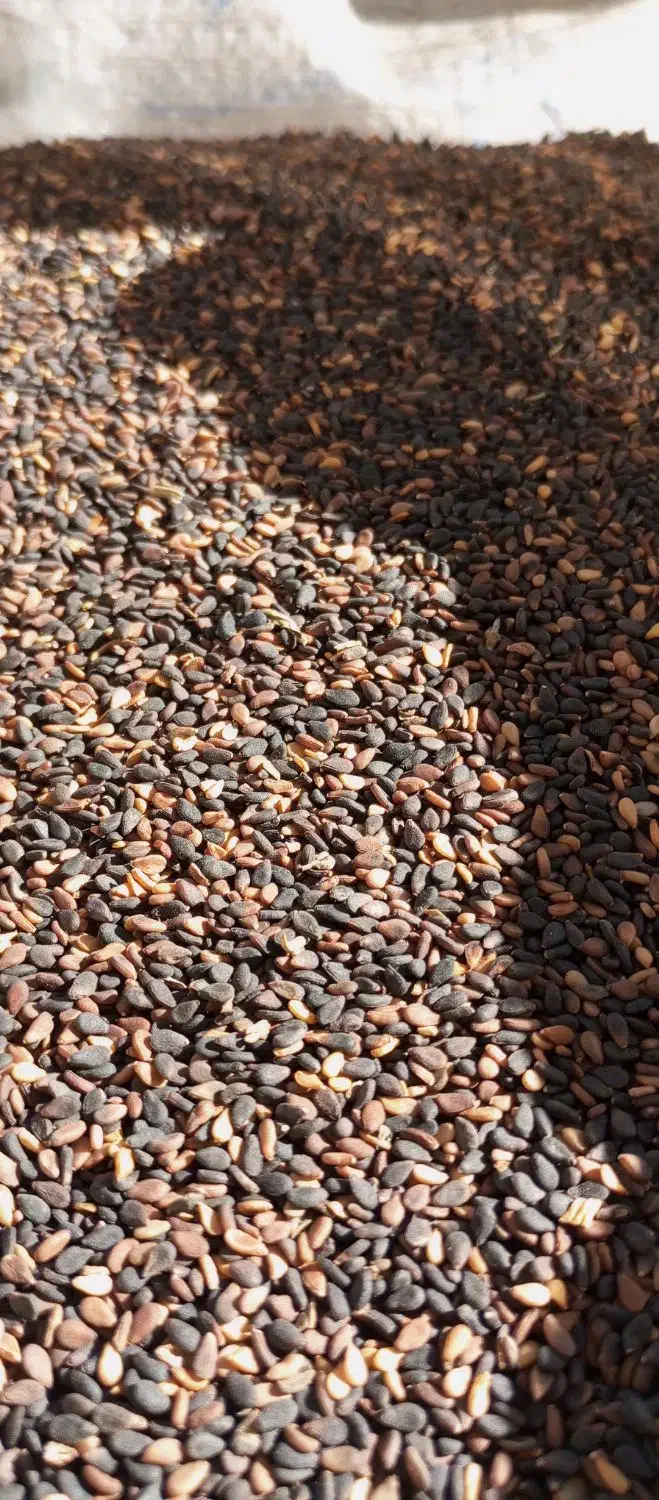 کنجدخام محلی کیلو ۲۳۰|خوردنی و آشامیدنی|نیشابور, مدرس|دیوار