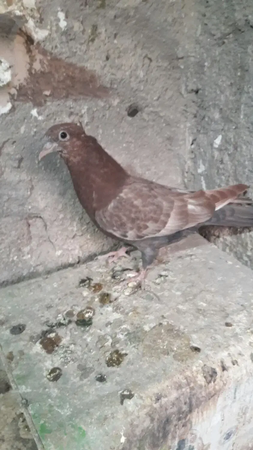 سینه سیاه نر سرسیاه|پرنده|رفسنجان, |دیوار