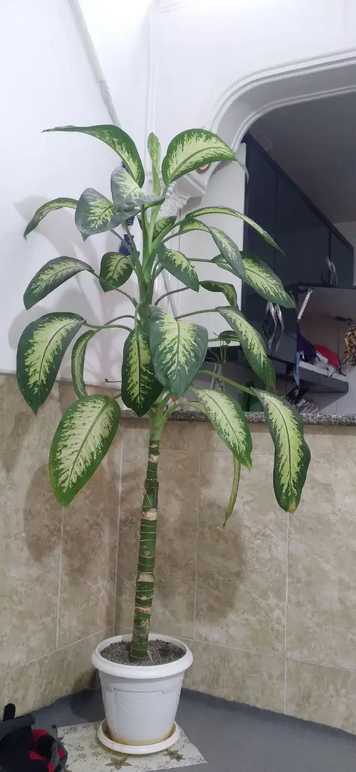 گل طبیعی|گل و گیاه طبیعی|قم, شهید صیاد شیرازی|دیوار