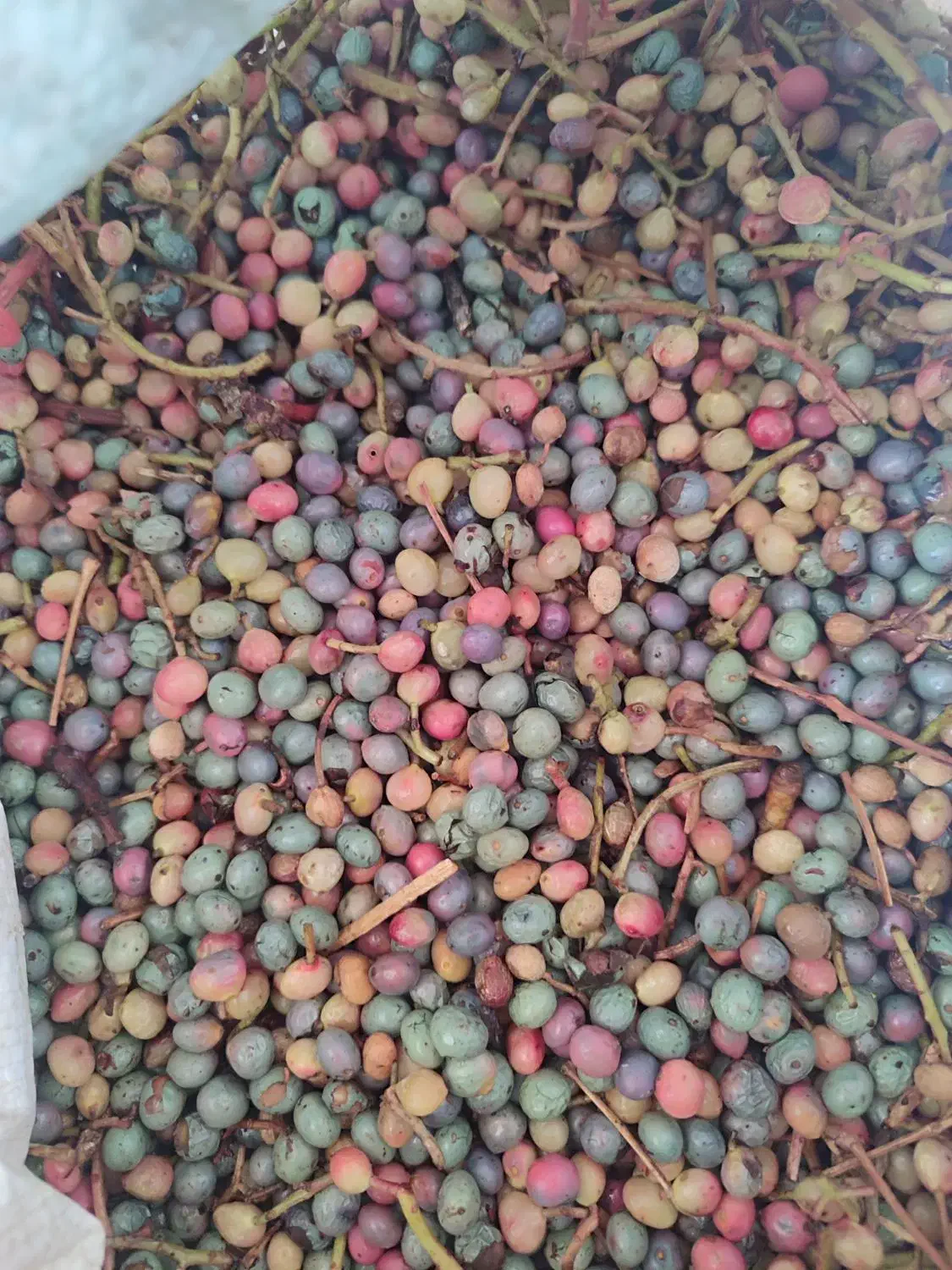 بنه سبز تازه|خوردنی و آشامیدنی|شیراز, تاچارا|دیوار