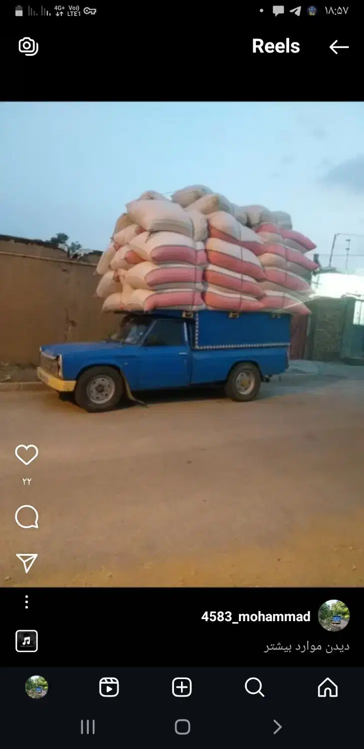 کاه نرم گوسفندی|عمدهفروشی|قیدار, |دیوار