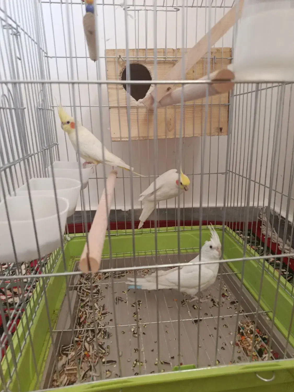 عروس هلندی|پرنده|نورآباد ممسنی, |دیوار