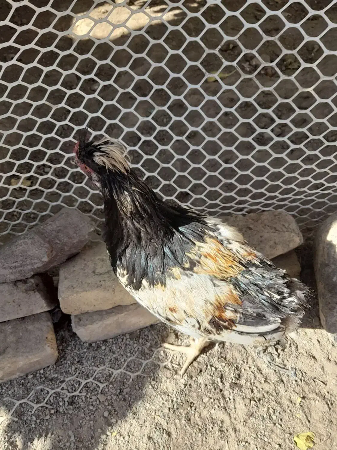 خروس|حیوانات مزرعه|تربت‌حیدریه, یحیی آباد|دیوار