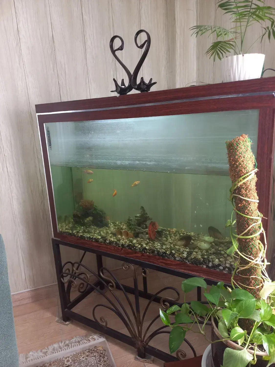 فروش آکواریوم|ماهی|هادی شهر, |دیوار