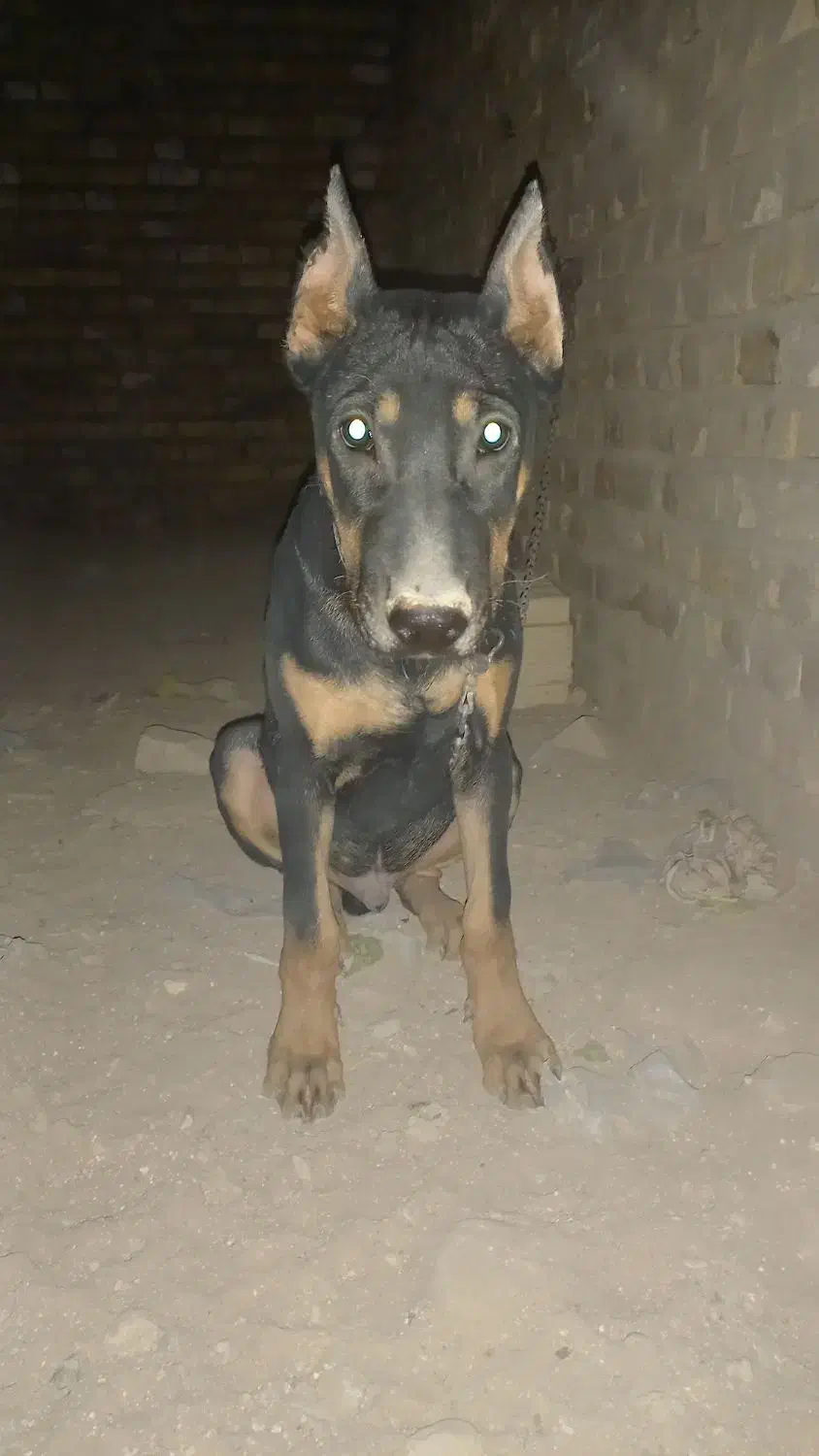 توله سگ دوبرمن|سگ|یزد, |دیوار