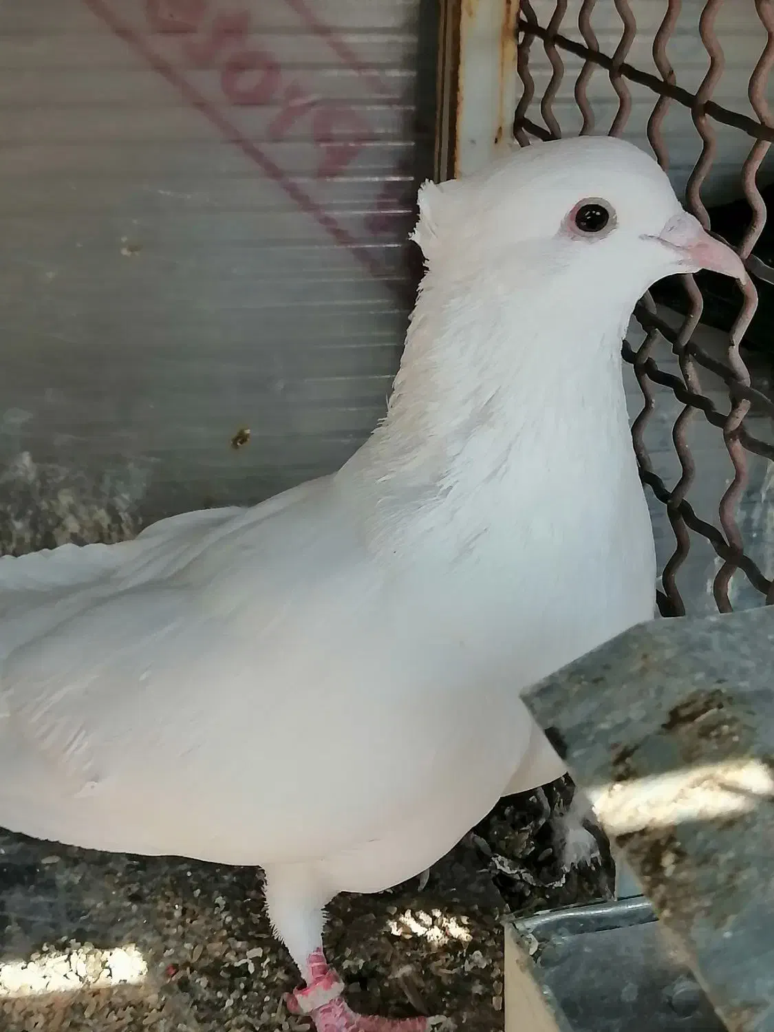 کبوتر|پرنده|شیراز, شهرک صادقیه|دیوار