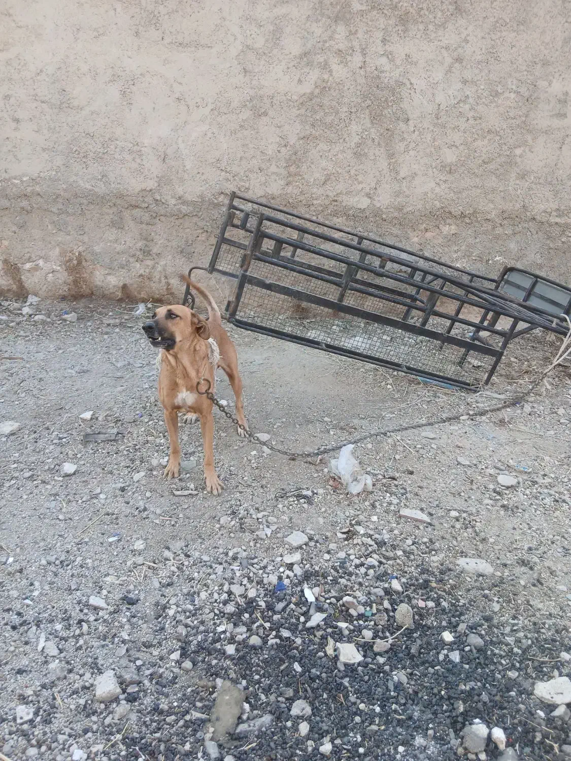 سگ.|سگ|خورموج, |دیوار