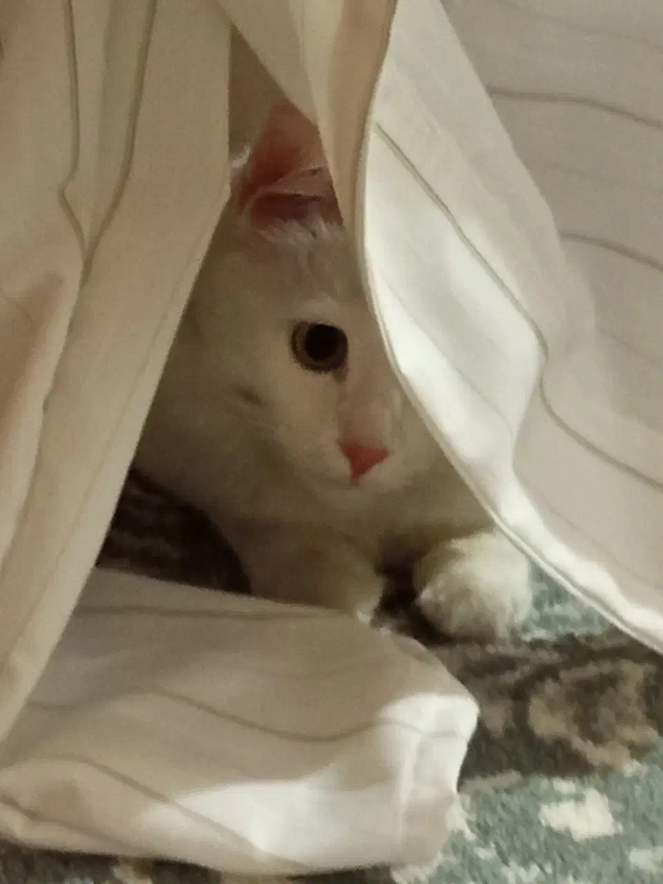 گربه|گربه|فومن, |دیوار