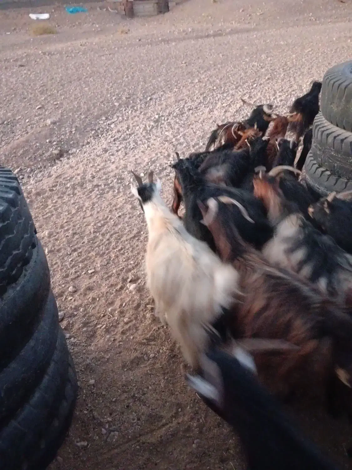 گوسفند فروشی میش بز بره بزغاله|حیوانات مزرعه|شاهینشهر, شهرک مطهری|دیوار