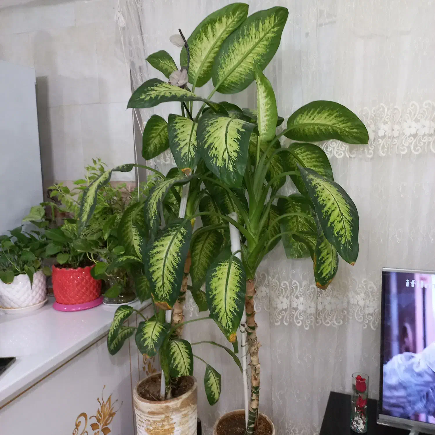 دو عدد گل دیفن درجه یک و بزرگ|گل و گیاه طبیعی|کاشمر, |دیوار