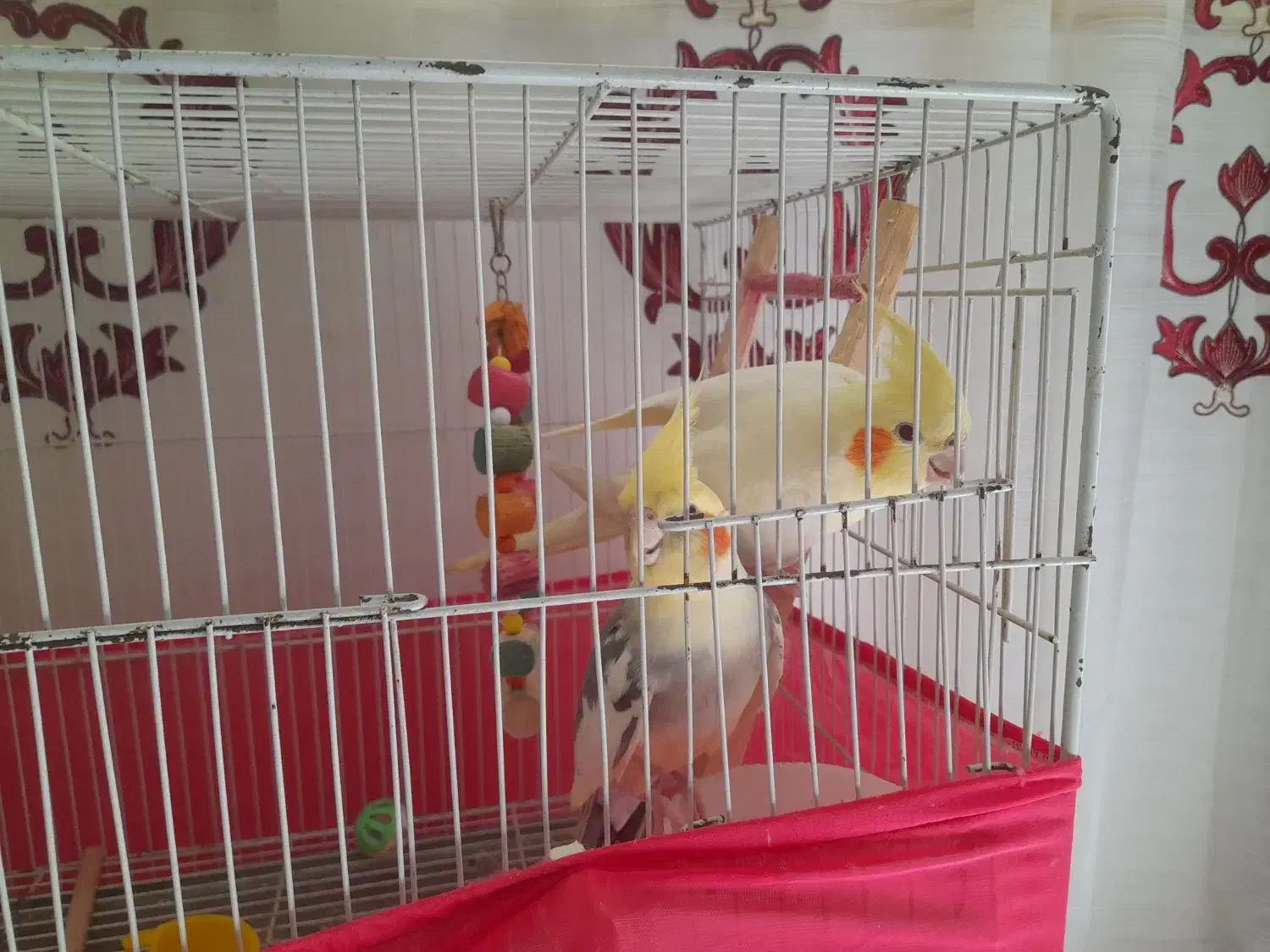 طوطی عروس .رام سخنگو.اواز خوان.بالغ|پرنده|فریدون‌کنار, |دیوار